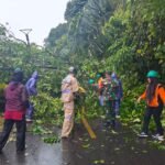 Bersama Polri/TNI, BPBD serta Warga Evakuasi Pohon yang Tumbang