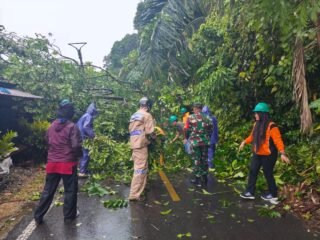 Bersama Polri/TNI, BPBD serta Warga Evakuasi Pohon yang Tumbang