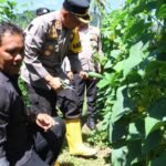 Panen Raya Timun Serentak, di Lahan Warga Binaan Gampong Jaboi.