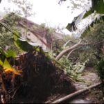 Cuaca Ekstrem Terjang Kota Sabang, Pohon Tumbang Timpa Rumah dan Sepmor Warga.