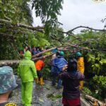 Himbau Warga Waspadai Cuaca Ekstrem, Sejumlah Pohon Tumbang dan Transportasi Laut Terganggu