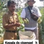 Kpk tipikor. news sumedang jbr.keunggulan dn kemampuhan pigur kpl ds cigendel dlm mengelola anggaran dana negara yang di kucur oleh pihak pemkab sumedang.