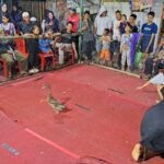 Semarak .Lomba Tangkap Bebek di Kampung Gadde Bulukumba HUT RI ke 80