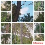 Bahaya Mengintai Warga Desa Kakan, Kabel Listrik Masih Digantung di Pohon dan Bambu
