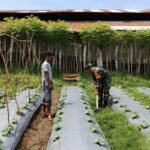 Dukung Ketahanan Pangan, Babinsa Koramil 02/Sukakarya Aktif di Lahan Pertanian Warga