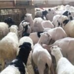 Penyaluran Bantuan Ternak Domba Tahun Anggaran 2023 Dana Desa Margamekar " Diduga " Penyalahgunaan Wewenang Dan Pelanggaran Aturan.