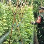 Babinsa Sertu Hendra Dorong Produktivitas Petani Kacang Panjang Guna Wujudkan Ketahanan Pangan Wilayah