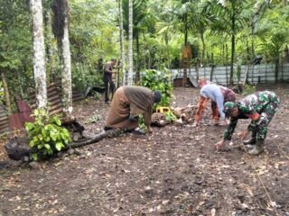 Wujud Sinergi TNI: Babinsa Kuta Timu Tanam Padi Gogo Dukung Program Ketahanan Pangan Nasional