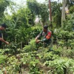 Bantu Petani Panen Cabai, Babinsa Koramil 02/Sukakarya Wujudkan Ketahanan Pangan Wilayah
