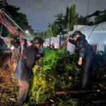 Brimob Polda Metro Jaya Sigap Evakuasi Pohon Tumbang di Kebayoran Baru, Arus Lalu Lintas Kembali Lancar