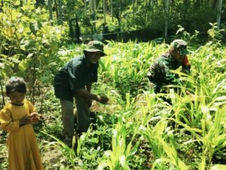 Dukung Swasembada Pangan, Babinsa Sukakarya Terjun Langsung Dampingi Petani Jagung