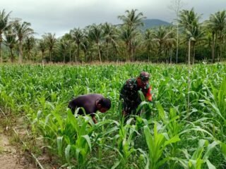 Dukung Ketahanan Pangan, Babinsa Koramil 02/Sukakarya Turun Langsung Bantu Perawatan Jagung Warga Binaan