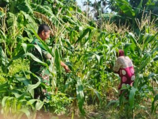 Babinsa Koramil 01/Sukajaya Dampingi Petani Jagung Manis, Dukung Ketahanan Pangan di Gampong Jaboi