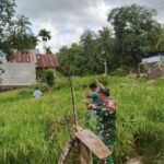 Cegah Hama Burung, Babinsa dan Petani Pasang Kantong Plastik di Lahan Padi Gogo