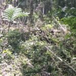 Dua hektar kawasan hutan lindung rigerter 45B kecamatan kebun tebu di rusak oknum yang tidak bertanggung jawab.