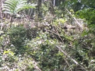 Dua hektar kawasan hutan lindung rigerter 45B kecamatan kebun tebu di rusak oknum yang tidak bertanggung jawab.