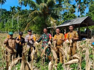 Babinsa Koramil 01/Sukajaya Dampingi Panen Jagung BUMG Jaboi, Perkuat Ketahanan Pangan Desa