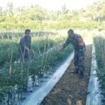 Kebersamaan di Lahan Warga, Babinsa Gampong Cot Ba'U Terus Perkuat Ketahanan Pangan Wilayah