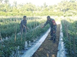 Kebersamaan di Lahan Warga, Babinsa Gampong Cot Ba'U Terus Perkuat Ketahanan Pangan Wilayah