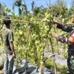 Babinsa Koramil 02/Sukakarya Bersama Bhabinkamtibmas Dampingi Warga Budidaya Gambas di Krueng Raya