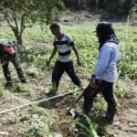 Sinergi TNI dan Petani, Babinsa Paya Seunara Bantu Optimalkan Pertumbuhan Jagung Pipil