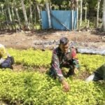 Dari Pekarangan Jadi Sumber Penghasilan, Babinsa Krueng Raya Dampingi Warga Budidaya Sayuran