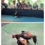 Lapor Pak Kapolri: Ada Dugaan Anggota Polres Jombang Terima Upeti Sehingga Tutup Mata Maraknya Judi Sabung Ayam Di Sendangrejo