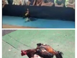 Lapor Pak Kapolri: Ada Dugaan Anggota Polres Jombang Terima Upeti Sehingga Tutup Mata Maraknya Judi Sabung Ayam Di Sendangrejo