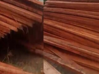 Perambahan hutan dan pembalakan liar di Siak kecil kabupaten Bengkalis, terus saja bergulir seakan APH tutup mata