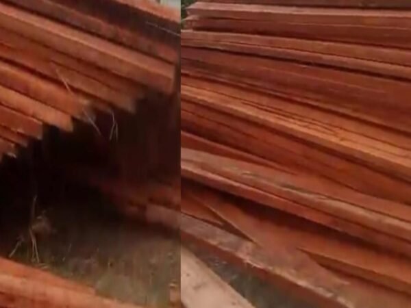 Perambahan hutan dan pembalakan liar di Siak kecil kabupaten Bengkalis, terus saja bergulir seakan APH tutup mata