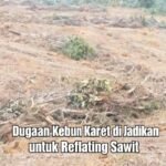 Terindikasi Program Reflating Kelapa Sawit di kecamatan Napal Tidak Sesuai Dengan Regulasi