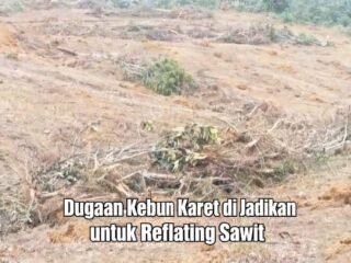 Terindikasi Program Reflating Kelapa Sawit di kecamatan Napal Tidak Sesuai Dengan Regulasi
