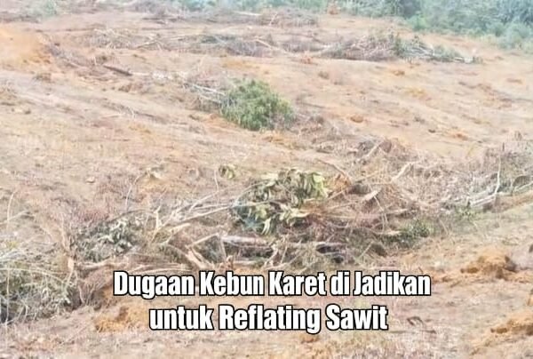 Terindikasi Program Reflating Kelapa Sawit di kecamatan Napal Tidak Sesuai Dengan Regulasi