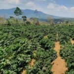 Usut Tuntas " Aktor " Di duga Perusakan Kawasan Taman Nasional Bukit Barisan Selatan di Lampung Barat