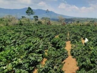 Usut Tuntas " Aktor " Di duga Perusakan Kawasan Taman Nasional Bukit Barisan Selatan di Lampung Barat