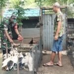 Dukung Swasembada Pangan, Babinsa Krueng Raya Bina Peternak Unggas