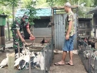 Dukung Swasembada Pangan, Babinsa Krueng Raya Bina Peternak Unggas