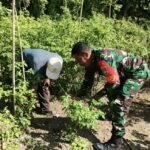 Babinsa Kuta Barat Bantu Warga Bersihkan Kebun Cabai, Dukung Ketahanan Pangan