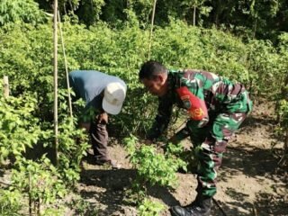 Babinsa Kuta Barat Bantu Warga Bersihkan Kebun Cabai, Dukung Ketahanan Pangan