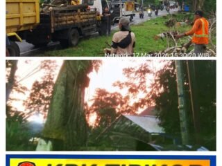 Diduga Abaikan Keselamatan Warga, UPT PJJ PU Bina Marga Banyuwangi Diprotes: Aduan Pohon Rawan Roboh Tak Kunjung Ditindak