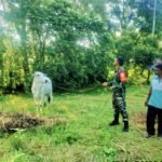 Babinsa Krueng Raya Aktif Laksanakan Pendampingan, Peternak Sapi Kian Semangat Wujudkan Ketahanan Pangan