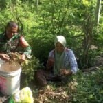 Babinsa Gampong Paya Dampingi Petani Panen Kacang Tanah, Dorong Ketahanan Pangan