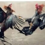 Lapor Pak Kapolri: Ada Pembiaran Praktek Judi Sabung Ayam Sendangrejo Yang Sempat Tutup Dan Kini Di Buka Lagi, Di Dugaan Ada Oknum Aparat Jadi Backing