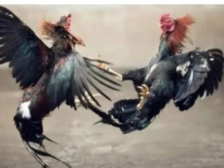 Lapor Pak Kapolri: Ada Pembiaran Praktek Judi Sabung Ayam Sendangrejo Yang Sempat Tutup Dan Kini Di Buka Lagi, Di Dugaan Ada Oknum Aparat Jadi Backing