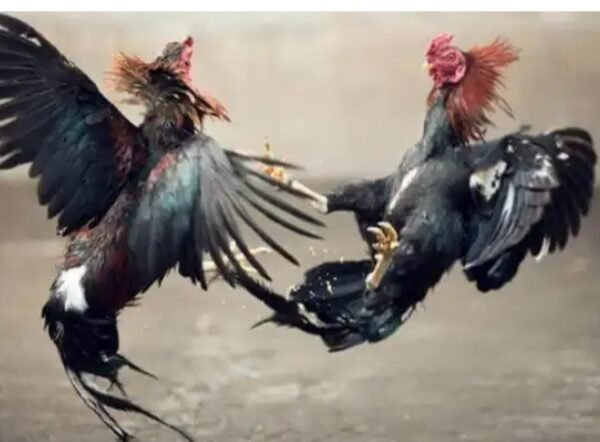 Lapor Pak Kapolri: Ada Pembiaran Praktek Judi Sabung Ayam Sendangrejo Yang Sempat Tutup Dan Kini Di Buka Lagi, Di Dugaan Ada Oknum Aparat Jadi Backing