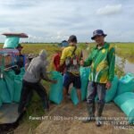 Program OPLAH Dorong Peningkatan Hasil Panen Padi di Desa Bumi Pratama Mandira hingga ±50 Persen