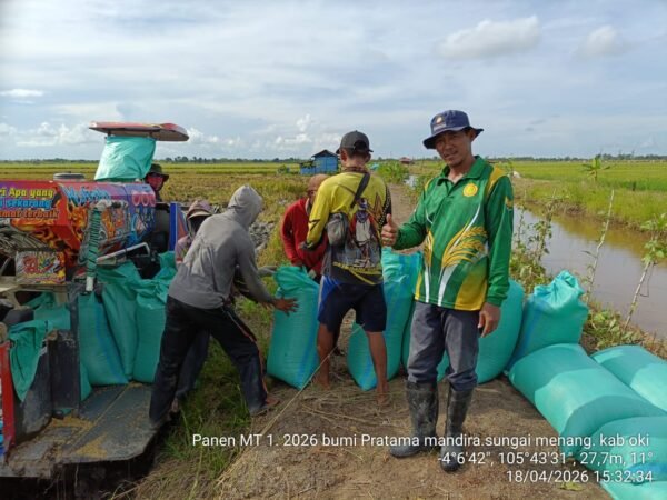 Program OPLAH Dorong Peningkatan Hasil Panen Padi di Desa Bumi Pratama Mandira hingga ±50 Persen