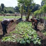 Perkuat Swasembada Pangan, Babinsa Cot Ba'U Tinjau Lahan, Pastikan Tanaman Semangka Warga Berkembang Optimal