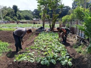 Perkuat Swasembada Pangan, Babinsa Cot Ba'U Tinjau Lahan, Pastikan Tanaman Semangka Warga Berkembang Optimal