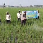 Dinas Pertanian Lamongan Inisiasi Gerakan Pengendalian Hama, Mas Bhabin Sidomukti Turun Langsunh Ke sawah 